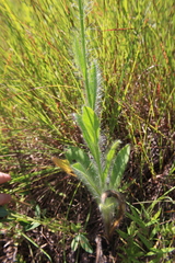 Hieracium longipilum