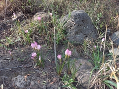 Zephyranthes fosteri