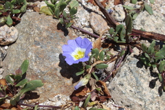 Nolana paradoxa