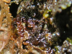 Frullania pentapleura