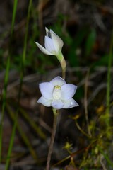 Thelymitra pallidiflora