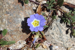 Nolana paradoxa