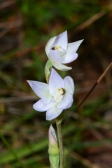 Thelymitra pallidiflora