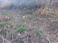 Zephyranthes fosteri