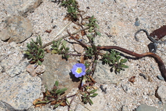 Nolana paradoxa