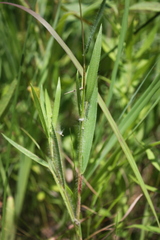 Dichanthelium acuminatum