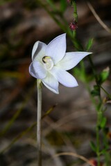 Thelymitra pallidiflora