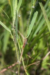 Dichanthelium acuminatum