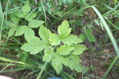 Anemone virginiana