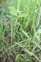 Anemone virginiana