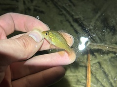 Enneacanthus gloriosus