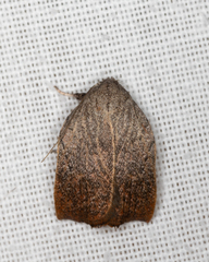 Tortricopsis pyroptis