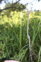 Anemone virginiana