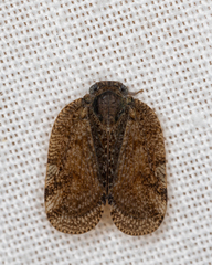 Aprivesa