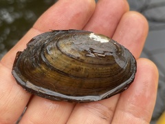 Ortmanniana ligamentina