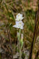 Thelymitra pallidiflora