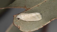 Earias paralella