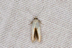 Stathmopoda liporrhoa