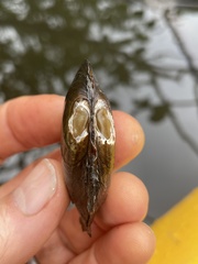 Ortmanniana ligamentina