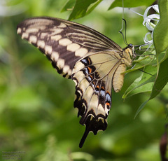 Heraclides ornythion