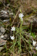 Thelymitra pallidiflora
