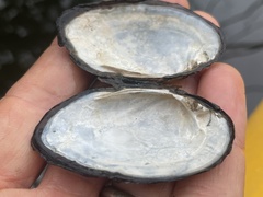 Ortmanniana ligamentina