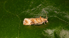 Lobesia physophora