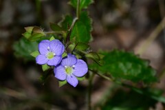 Veronica calycina