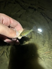 Enneacanthus gloriosus