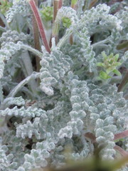 Chaenactis santolinoides