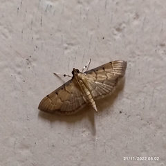 Spilomelinae
