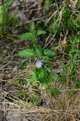 Veronica calycina