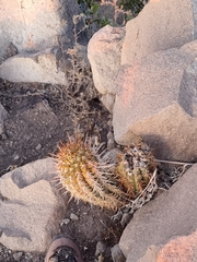Trichocereus chiloensis