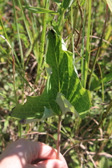 Arnoglossum atriplicifolium