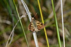 Trapezites phigalioides