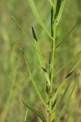 Asclepias hirtella