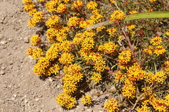 Quinchamalium chilense