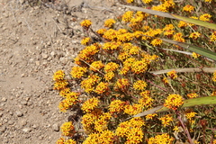 Quinchamalium chilense