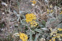 Psilostrophe tagetina