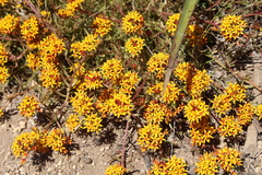 Quinchamalium chilense