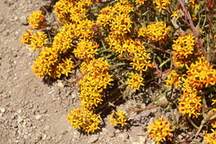 Quinchamalium chilense