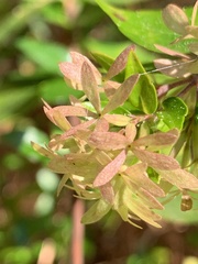 Abelia