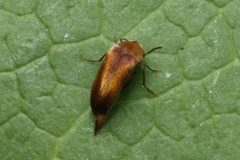 Tolidopalpus nitidocoma