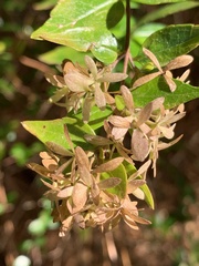 Abelia