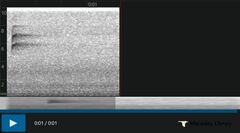 Phylloscopus tenellipes