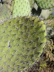 Opuntia pilifera