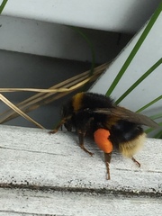 Bombus terrestris audax