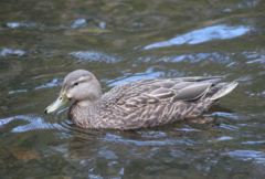 Anas rubripes × platyrhynchos