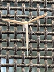 Stenoptilia zophodactylus