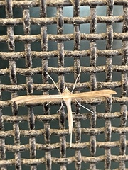 Stenoptilia zophodactylus